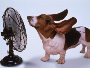 Dog in front of fan