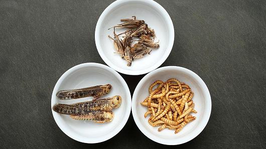 The Future of Snack Foods is… Bugs?